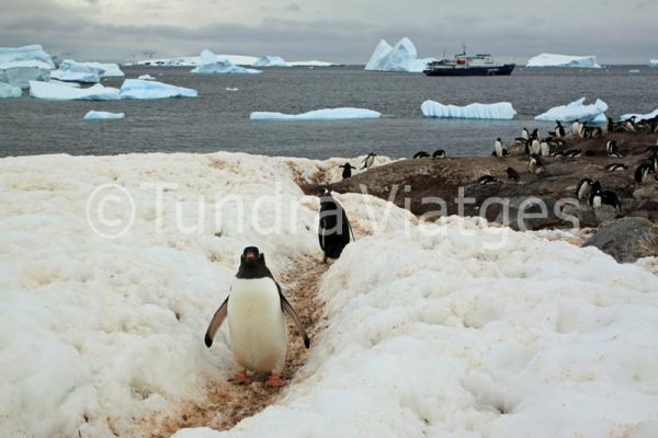 Viajes Península Antártica