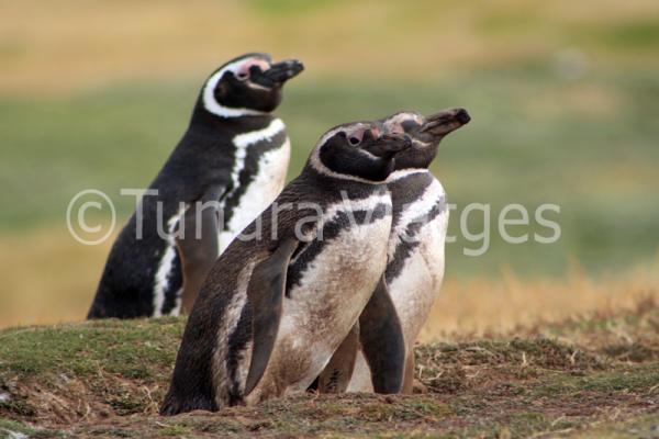 Pingüins de Magallanes