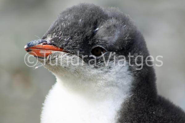 Viatges Antàrtida: Illes Shetland del Sur
