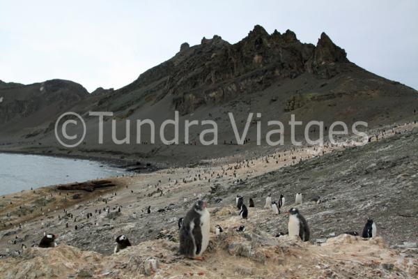 Viatges Antàrtida: Illes Shetland del Sur