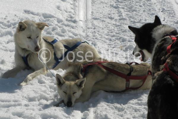 Viatges Canadà: trineus de gossos al Yukon