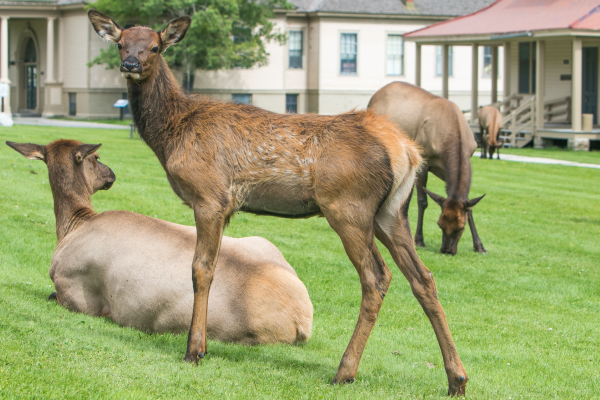 Ver alces en Yellowstone