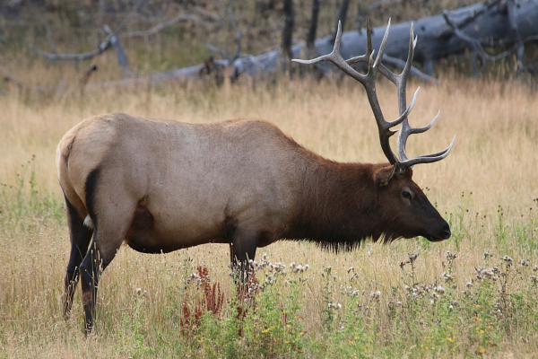 Ver alces en Yellowstone