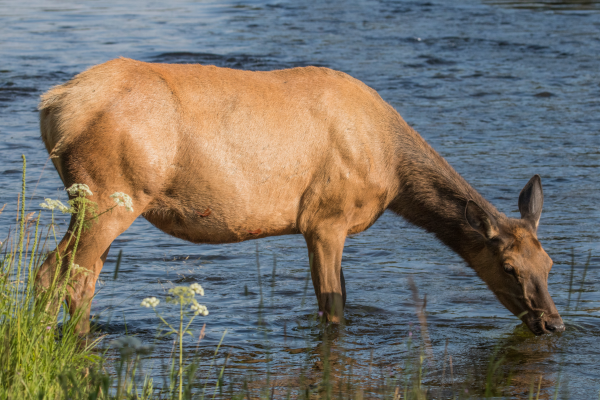 Ver alces en Yellowstone