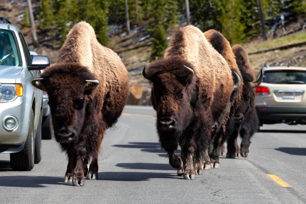 Ver bisontes en Yellowstone