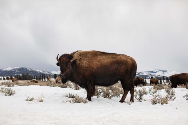 Ver bisontes en Yellowstone