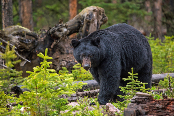 Ver osos en Yellowstone