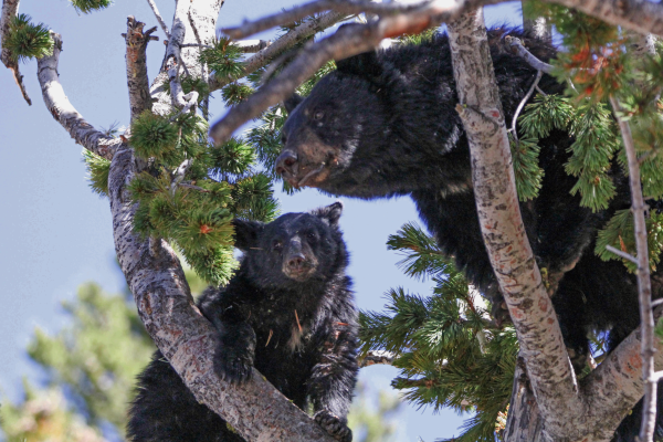 Ver osos en Yellowstone