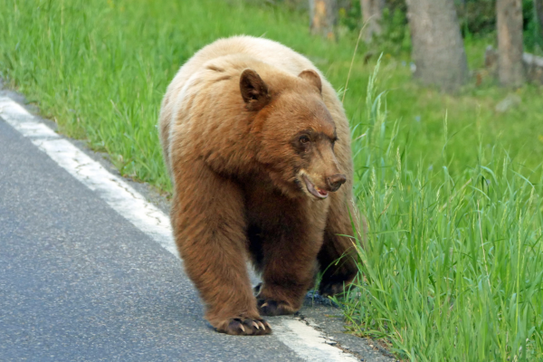 Ver osos en Yellowstone