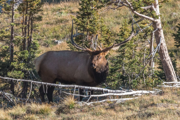 Alce - Yellowstone