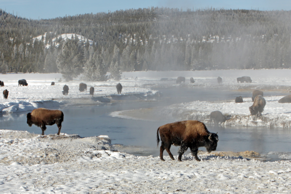 Viajar a Yellowstone en invierno