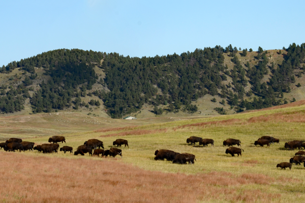 Viajar a Yellowstone en otoño