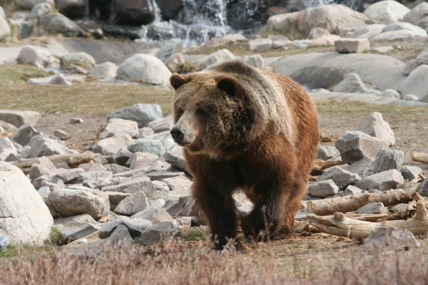 Viajar a Yellowstone en otoño