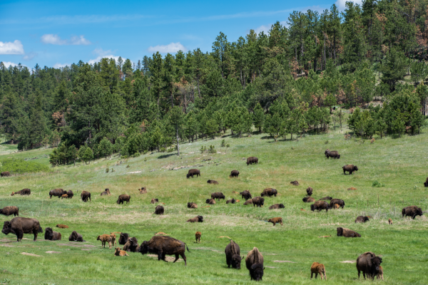 Bisontes en Yellowstone