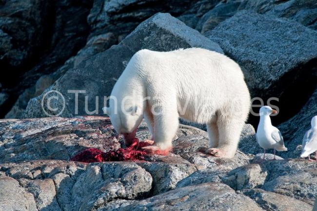 Viajes a Spitsbergen - Svalbard