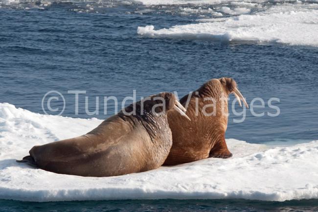 Viatges a Spitsbergen - Svalbard