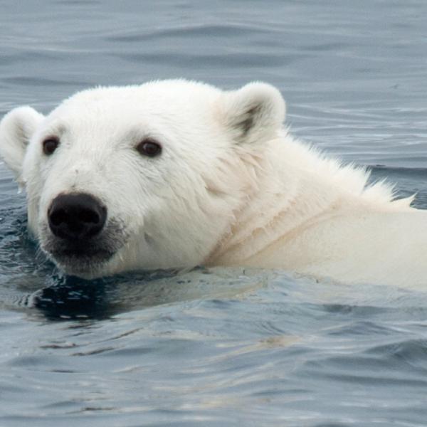 Viajes a Spitsbergen - Islas Svalbard - osos polares