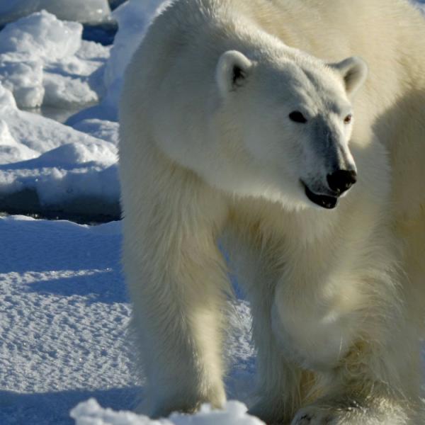 Viaje osos polares - Bahia de Hudson - Canada
