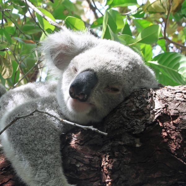 Australia - Queensland - Isla Magnetic - koala