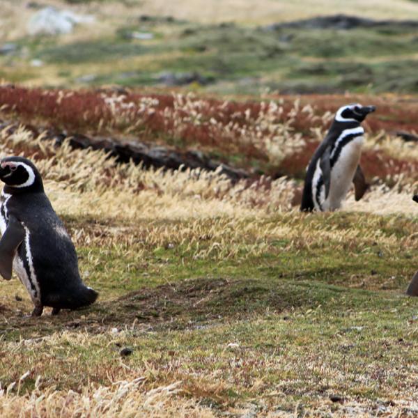 Antàrtida - Malvines - Carcass Bay - Pingüí de Magallanes