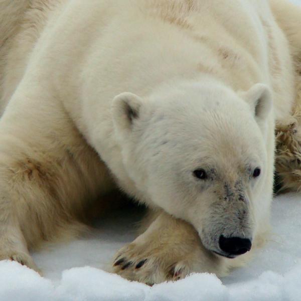 Ártico - Svalbard - Spitsbergen - Bahía de Hudson - oso polar