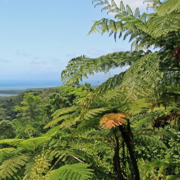 Austràlia - Queensland - Cairns - Daintree - bosc plujós