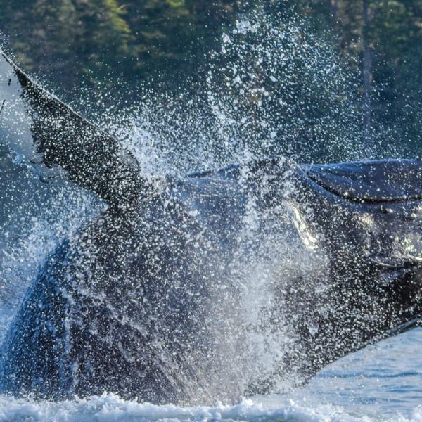 Ballenas en Canadá