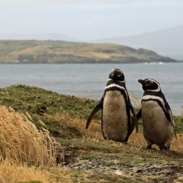 Antàrtida - Malvines - Carcass Bay - Pingüí de Magallanes