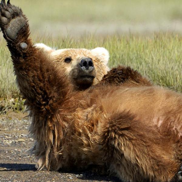 Estados Unidos - Alaska - osos