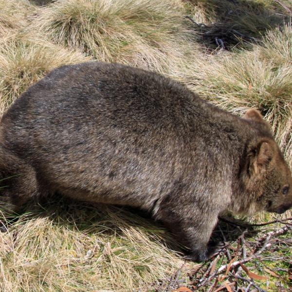 Austràlia - Tasmania - Cradle Mountain - wombat