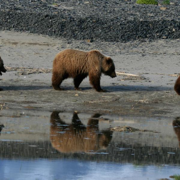 Estados Unidos - Alaska - osos