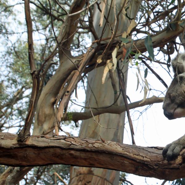 Australia - Isla Canguro - koala
