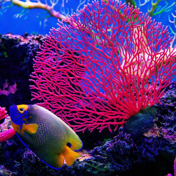 Viaje a Australia - Gran Barrera de Coral