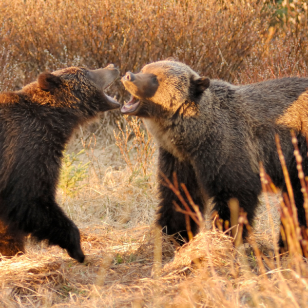 Viaje a Canadá - osos grizzly