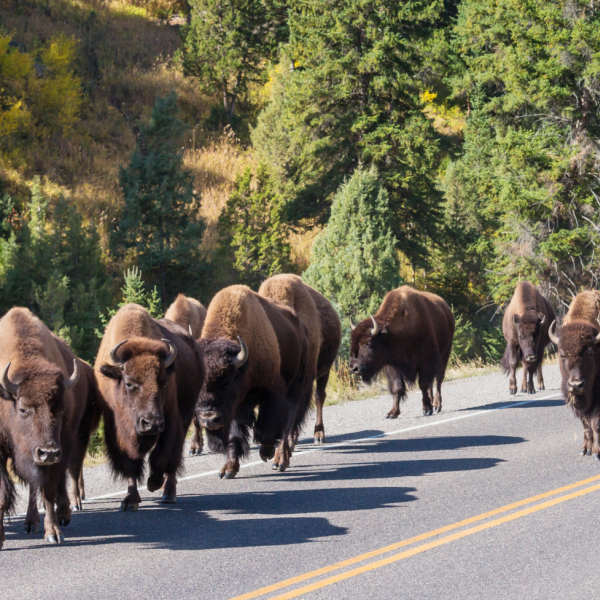 Bisons 