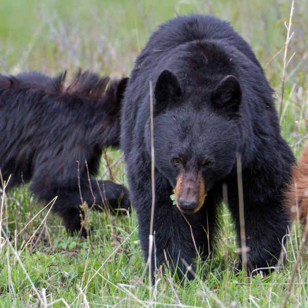 Oso pardo 