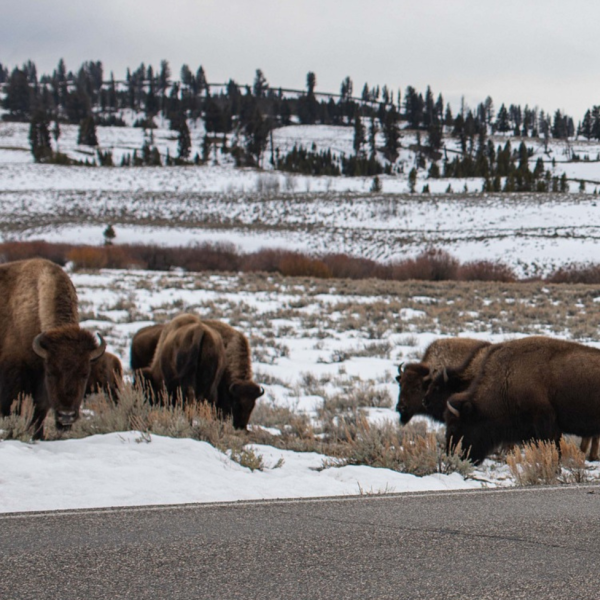 Yellowstone