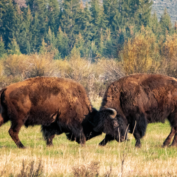 Yellowstone