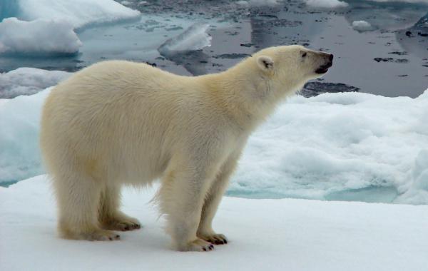 Viatge a Spitsbergen: óssos polars