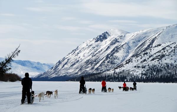 Viajes Canadá: trineos de perros en Yukon