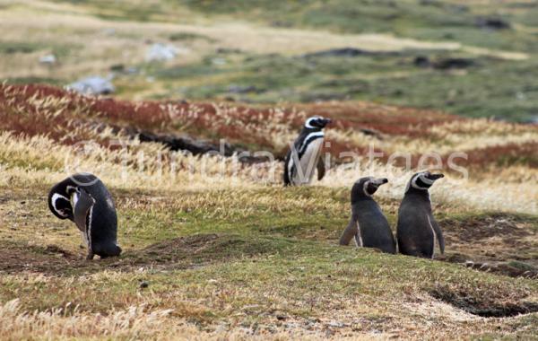 Pingüinos de Magallanes en las Islas Malvinas