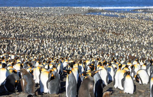 Georgia del Sur - Pingüinos Rey