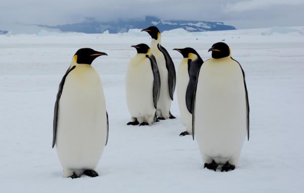 Viatge al Mar de Weddell: Pingüí Emperador