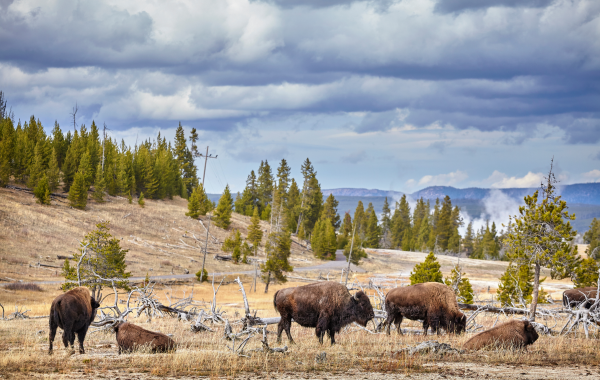 Bisontes en Yellowstone